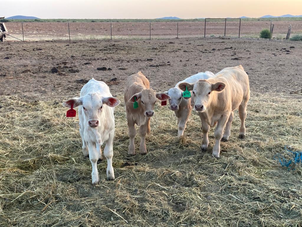 WhatsApp Image 2023-02-11 at 9.43.03 AM (2)