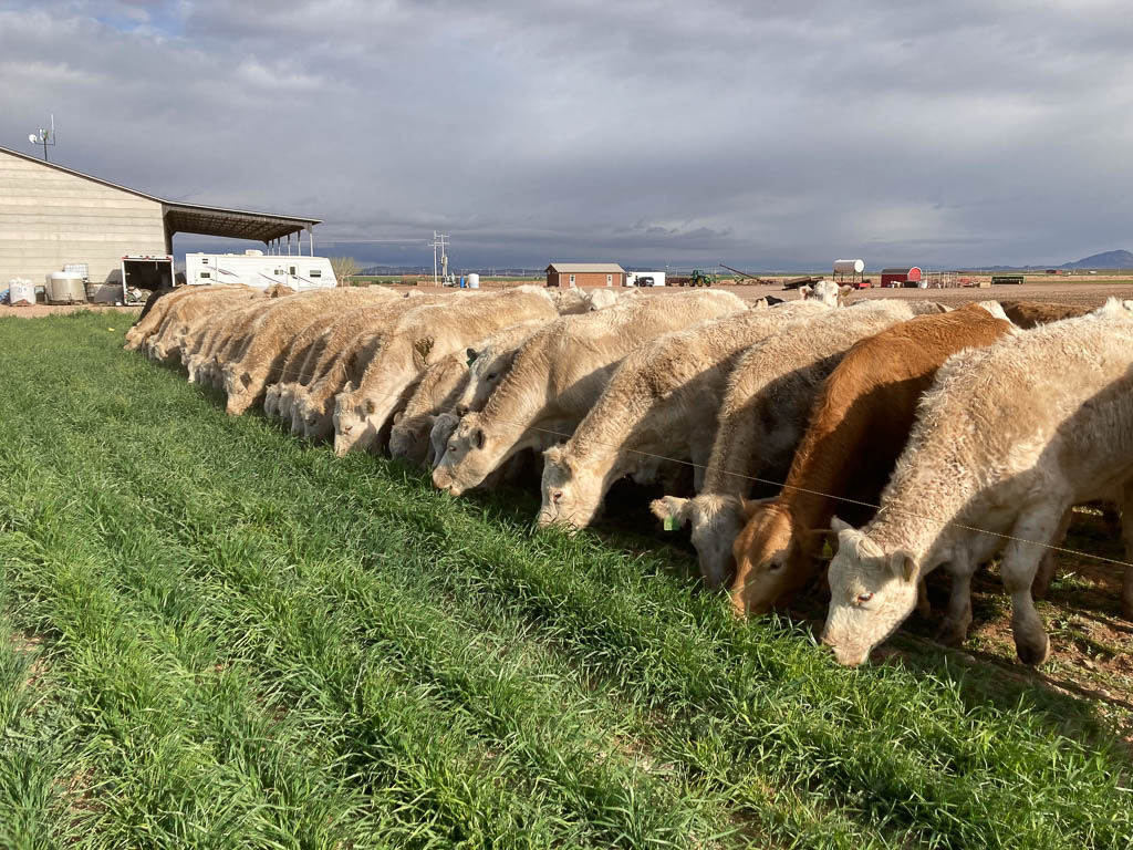 golden-livestock-auction-11