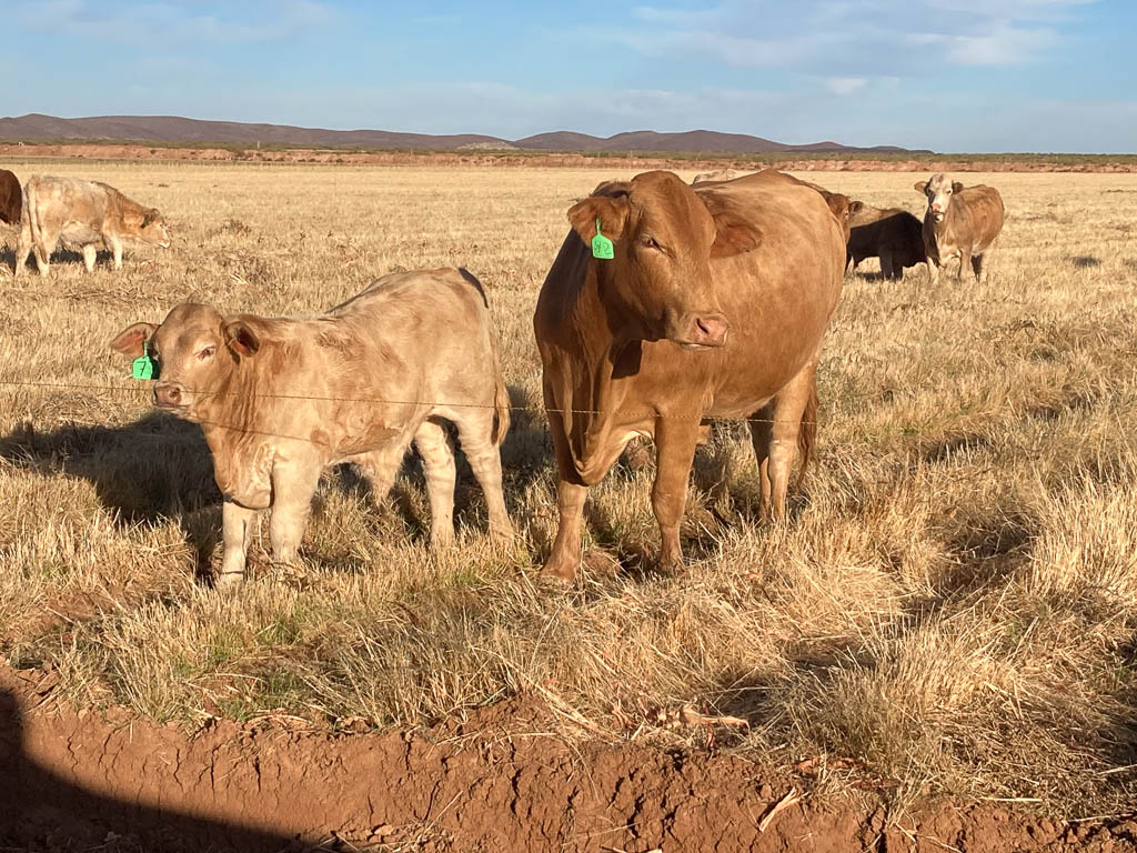 golden-livestock-auction-2
