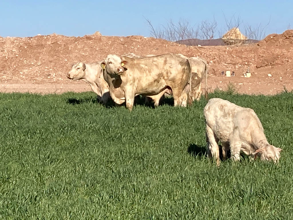 golden-livestock-auction-21