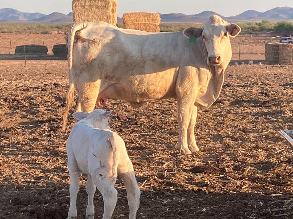 golden-livestock-auction-28