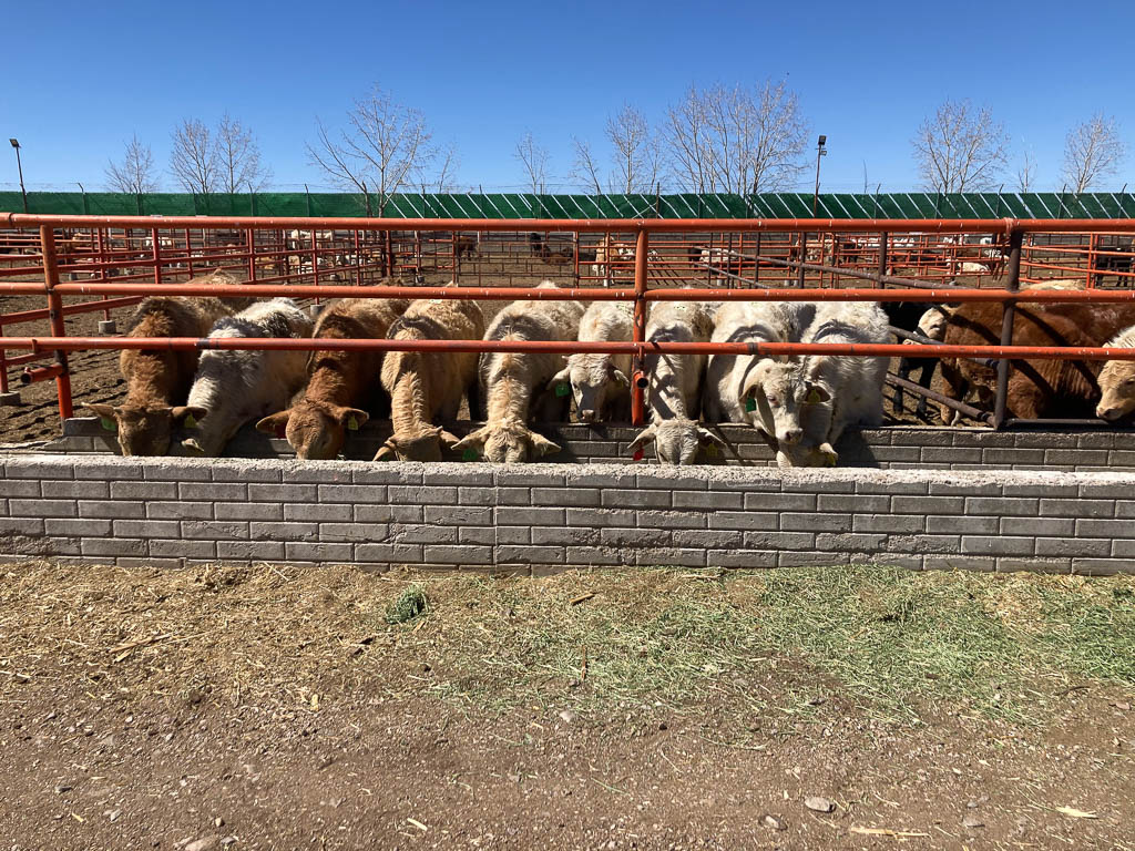 golden-livestock-auction-4