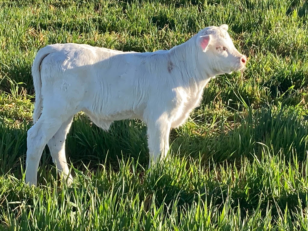 golden-livestock-auction-51