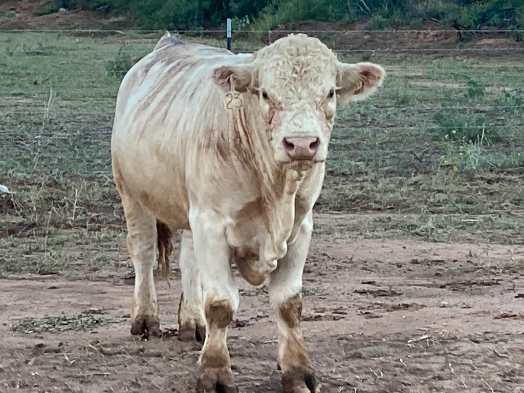 golden-livestock-auction-70