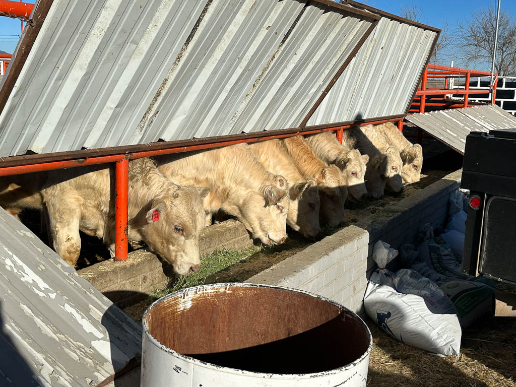 golden-livestock-auction-87